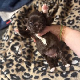 Rose - Red female Pekingese puppy in Cumming, Georgia from Imperial Pekingese