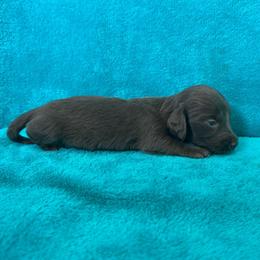 River - Chocolate male Dachshund puppy in Lincoln, Arkansas from Red Dirt Dachshunds