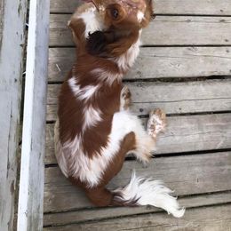 English Springer Spaniel Puppies from Sweet Southern Spaniels