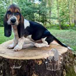 Stout - Black white and brown male Basset Hound puppy in Dingess, West Virginia from Tuckers' Howling Hounds