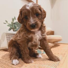 Coco - Cream female Goldendoodle puppy in Sacramento, Utah from Little legacy doodles