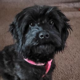 Cavapoos, Maltipoos, and Poodles from Gemini's Cavapoos