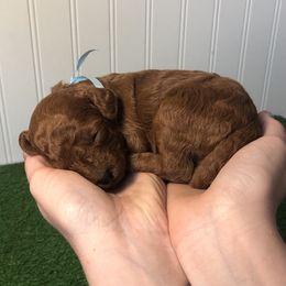 Pepper - Red  male Poodle puppy in Springtown, Texas from North Texas Puppies
