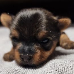 Yorkshire Terrier Puppies from Setareh Yorkies