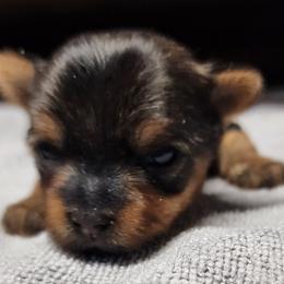 Yorkshire Terrier Puppies from Setareh Yorkies