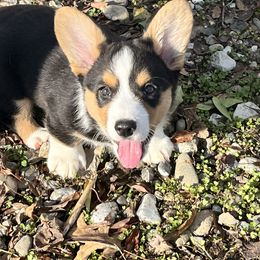Cardigan Welsh Corgi Puppies from Fairy Tail Cardigan Welsh Corgi's