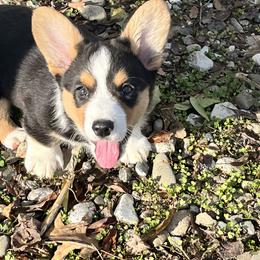 Cardigan Welsh Corgi Puppies from Fairy Tail Cardigan Welsh Corgi's