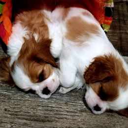 Cavalier King Charles Spaniels and Golden Retrievers from SelahGold