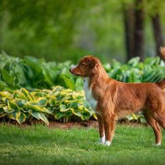 Nova Scotia Duck Tolling Retriever All Grown Up from RiverSong Tollers