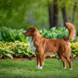 Nova Scotia Duck Tolling Retriever All Grown Up from RiverSong Tollers