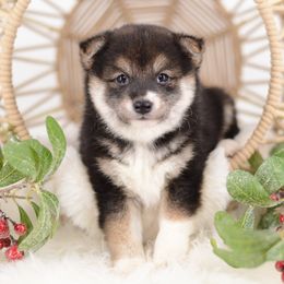 Ina black and tan girl - Black and tan female Shiba Inu puppy in Neosho, Missouri from Sunny Terrace Shibas