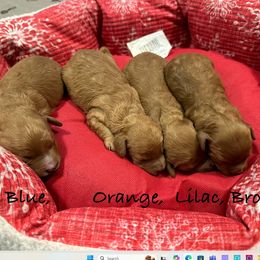 Cavapoo puppies from Magnolia Prairie Doodles