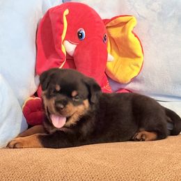 Johnny - Black and mahogany male Rottweiler puppy in Partlow, Virginia from Kayara Haus Rottweilers