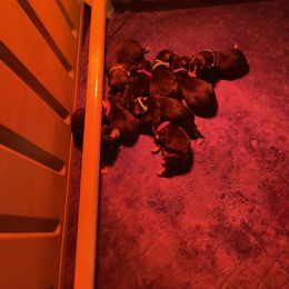 Bernedoodle Puppies from Darling Paws, LLC