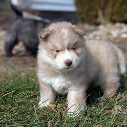 Heath - Red and white male Siberian Husky puppy in Coshocton, Ohio from Wyant Farms
