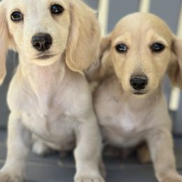 Dachshunds from LF & Co Dachshunds