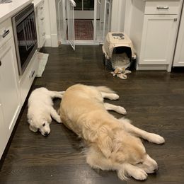 Golden Retriever Puppies from Hyalite Family Kennel