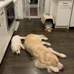 Golden Retriever Puppies from Hyalite Family Kennel