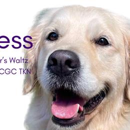 Princess - Golden Retriever