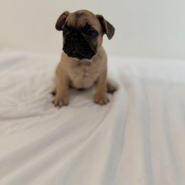 French Bulldog Puppies from Frenchie-Club