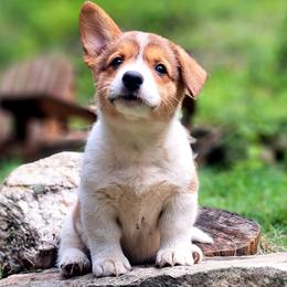 Martha Washington - Sable and white female American Corgi puppy in Gouverneur, New York from St. Lawrence Corgis
