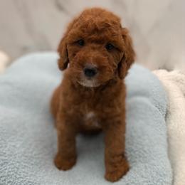 Riley - Red  male Goldendoodle puppy in Kansas City, Kansas from Bella & Ivy’s Mini Goldendoodles of KC