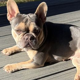 Milli - French Bulldog
