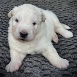 Velma - White female Alaskan Malamute puppy in Michigan from Warrior’s Legacy Alaskan Malamutes