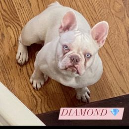 Diamond - French Bulldog