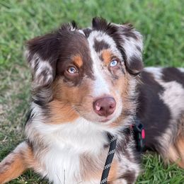 Arrow - Miniature Australian Shepherd