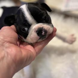 Cat woman - Black and white female Boston Terrier puppy in Covington, Georgia from Tuxedo Bostons of Atlanta