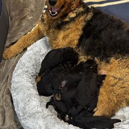 Airedale Terrier Puppies from Farm 55