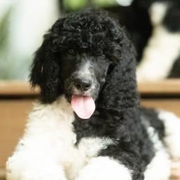 Cora - Parti female Poodle puppy in Grimsley, Tennessee from Above Standard Poodles