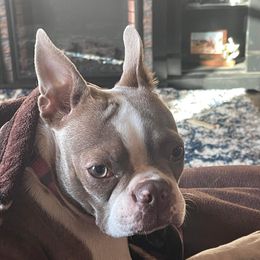 Beeja - Boston Terrier