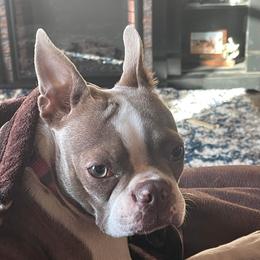 Beeja - Boston Terrier