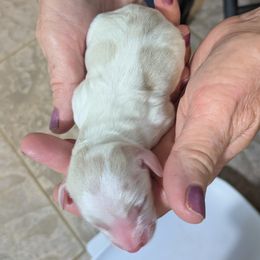 Boy 6 - Parti male Goldendoodle puppy in Street, Maryland from Rocks & Roses Doodles