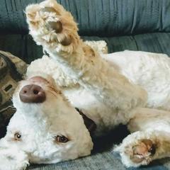 Labradoodles and Poodles from Oodles of Doodles and some Poodles