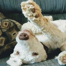 Labradoodles and Poodles from Oodles of Doodles and some Poodles