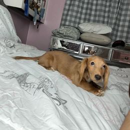 Jason - Cream Dachshund puppy in Lake City, Florida from My Ditzy Doxies of Florida