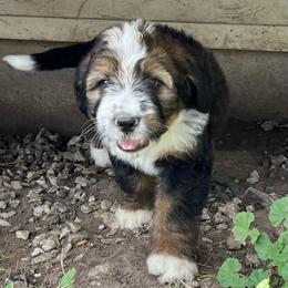 Independence - Sable male Bernedoodle puppy in Kansas City, Missouri from Beary GoldenDoodles