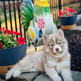 Turks (Pet Only Contract) - Red and white male Pomsky puppy in Greenville, South Carolina from Thicketty Mountain Pomskies