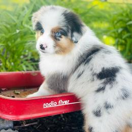 Shamus ((Blue Merle Boy, Blue eyes) - Blue merle male Australian Shepherd puppy in Fountaintown, Indiana from Timber Run Aussies