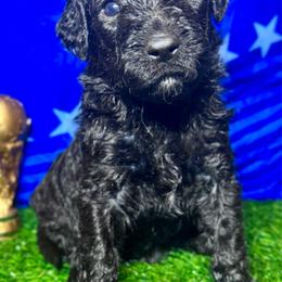 Germany - Black female Labradoodle puppy in Kingston, Georgia from CC Familydoodles