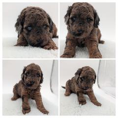 Purple Girl - Silver female Whoodle puppy in Kalispell, Montana from Countryman Whoodles