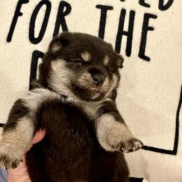 Lighting - Black and tan male Shiba Inu puppy in Milton, Florida from Moonlight Shibas