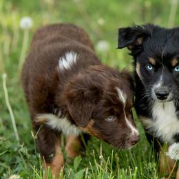 Australian Shepherds from McCord’s Standard Aussies
