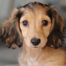 Rosie - Cream female Dachshund puppy in Azle, Texas from American Dachshunds