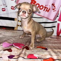 Brisket - Chocolate blue male Chihuahua puppy in Palmyra, Indiana from Country Star Chihuahuas