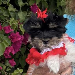 Holly - Yorkshire Terrier