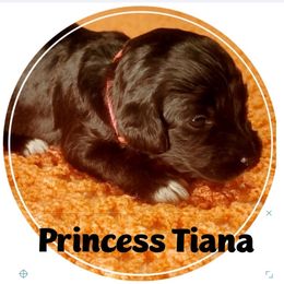Goldendoodle Puppies from Magical Goldendoodles of Pioneer Valley, MA